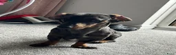 Miniature Dachshund dogs for stud: Beautiful dapple stud in Thatcham - Advert 2