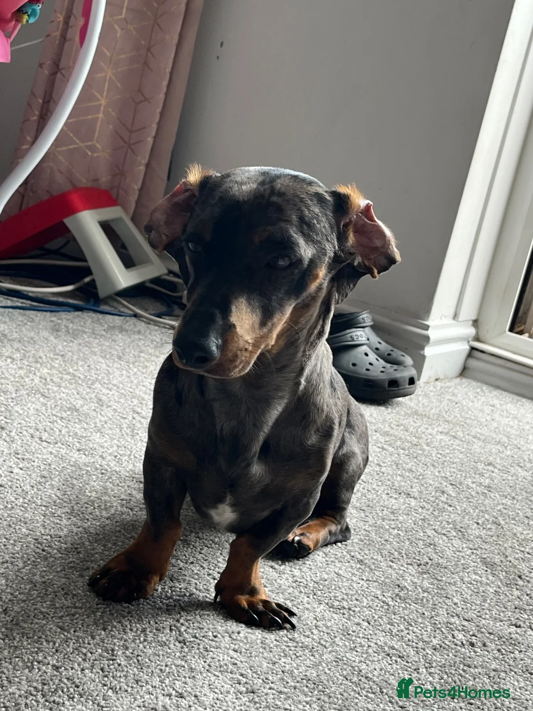 Miniature Dachshund dogs for stud: Beautiful dapple stud in Thatcham - Advert 2