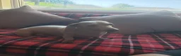 Miniature Dachshund dogs for sale: Isabella and tan daushaund  in Swansea - Advert 3