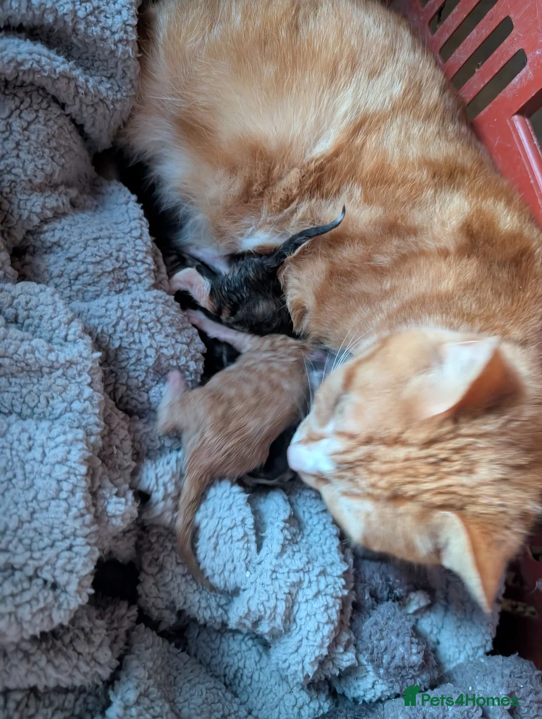 Persian cats for sale: Kitten looking for a new forever home  - Advert 2