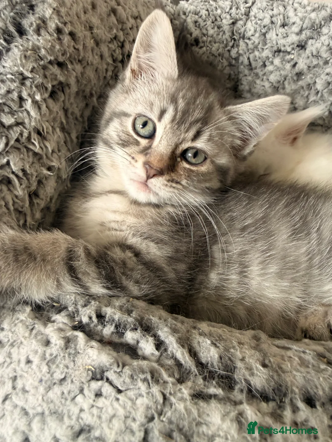 Scottish Fold cats for sale: Beautiful Girl Mainecoon (Dad) Scottish Fold (mum) in Rushden - Advert 2