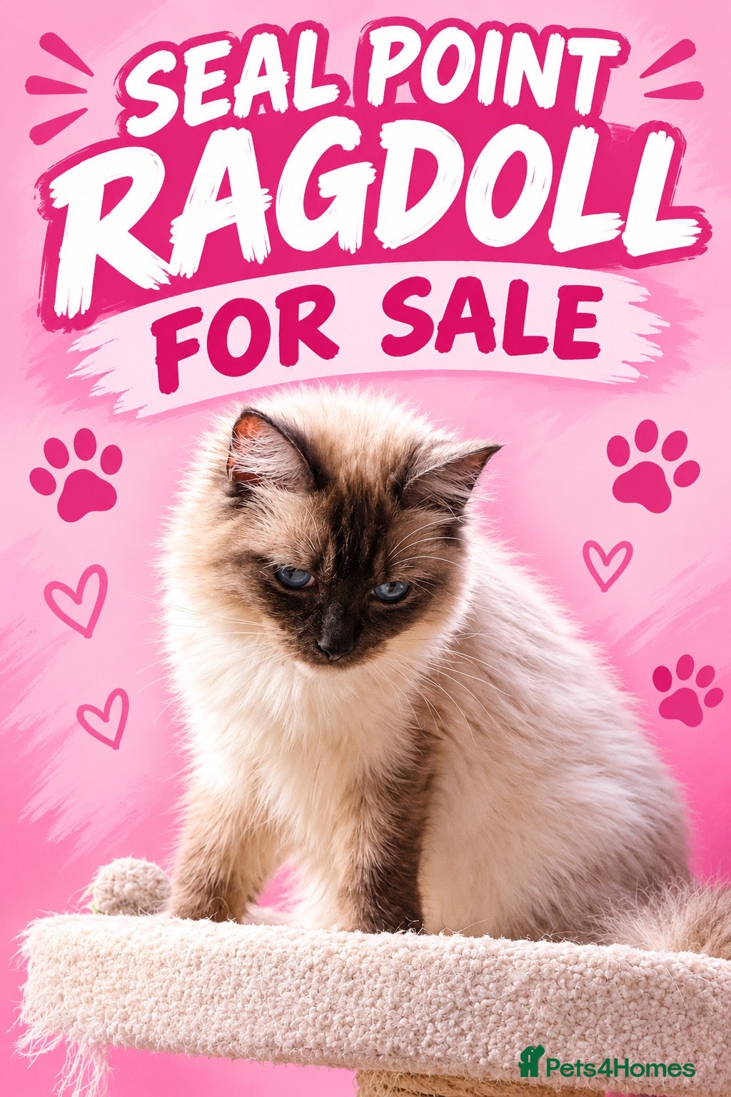 Ragdoll cats for sale: ❤️STUNNING SEAL POINT FEMALE RAGDOLL  £350 ❤️❤️ - Advert 2