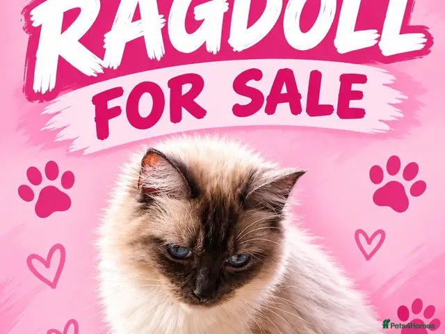 Ragdoll cats for sale: ❤️STUNNING SEAL POINT FEMALE RAGDOLL £350 ❤️❤️ - Advert 2