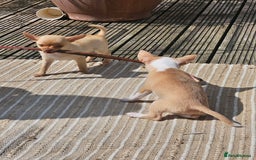 Chihuahua dogs for sale: 2 pure breed male chihuahua ready to leave - Image 6