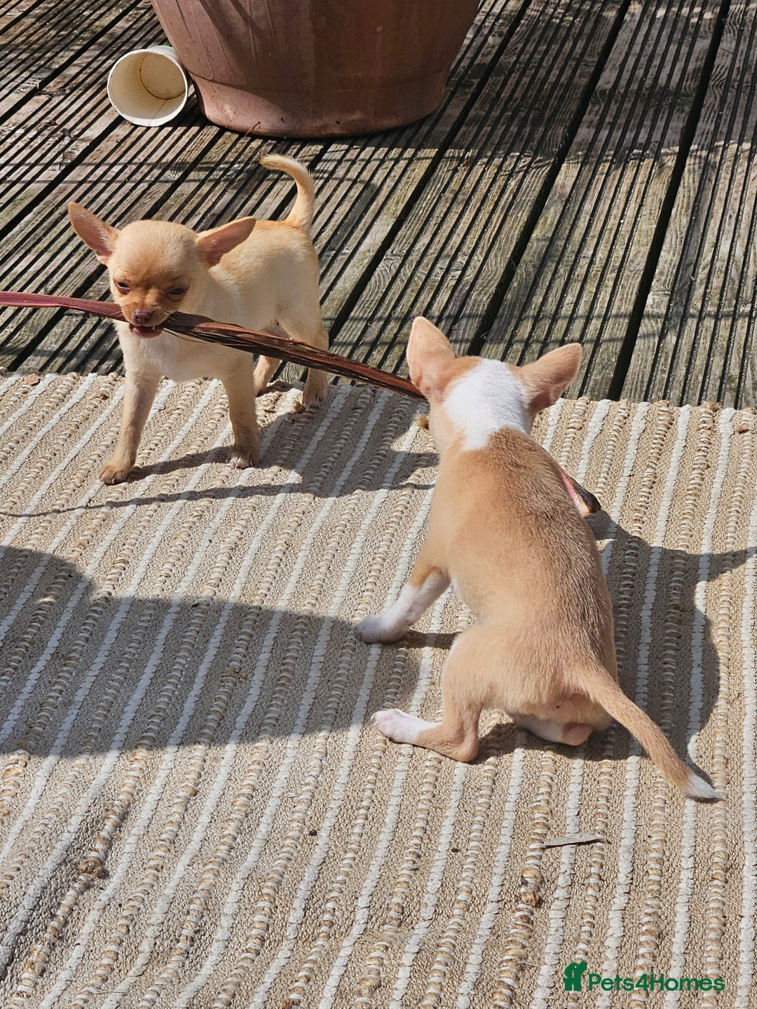 Chihuahua dogs for sale: 2 pure breed male chihuahua ready to leave - Image 6