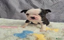 Boston Terrier dogs for sale: Superb litter of boston terriers. - Image 16