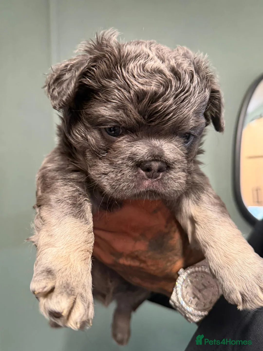 French Bulldog dogs for sale: Blue & Tan Fluffy French Bulldogs  - Advert 8