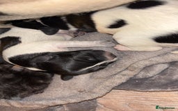 Mixed Breed dogs for sale: Mixed breed puppies  - Image 4