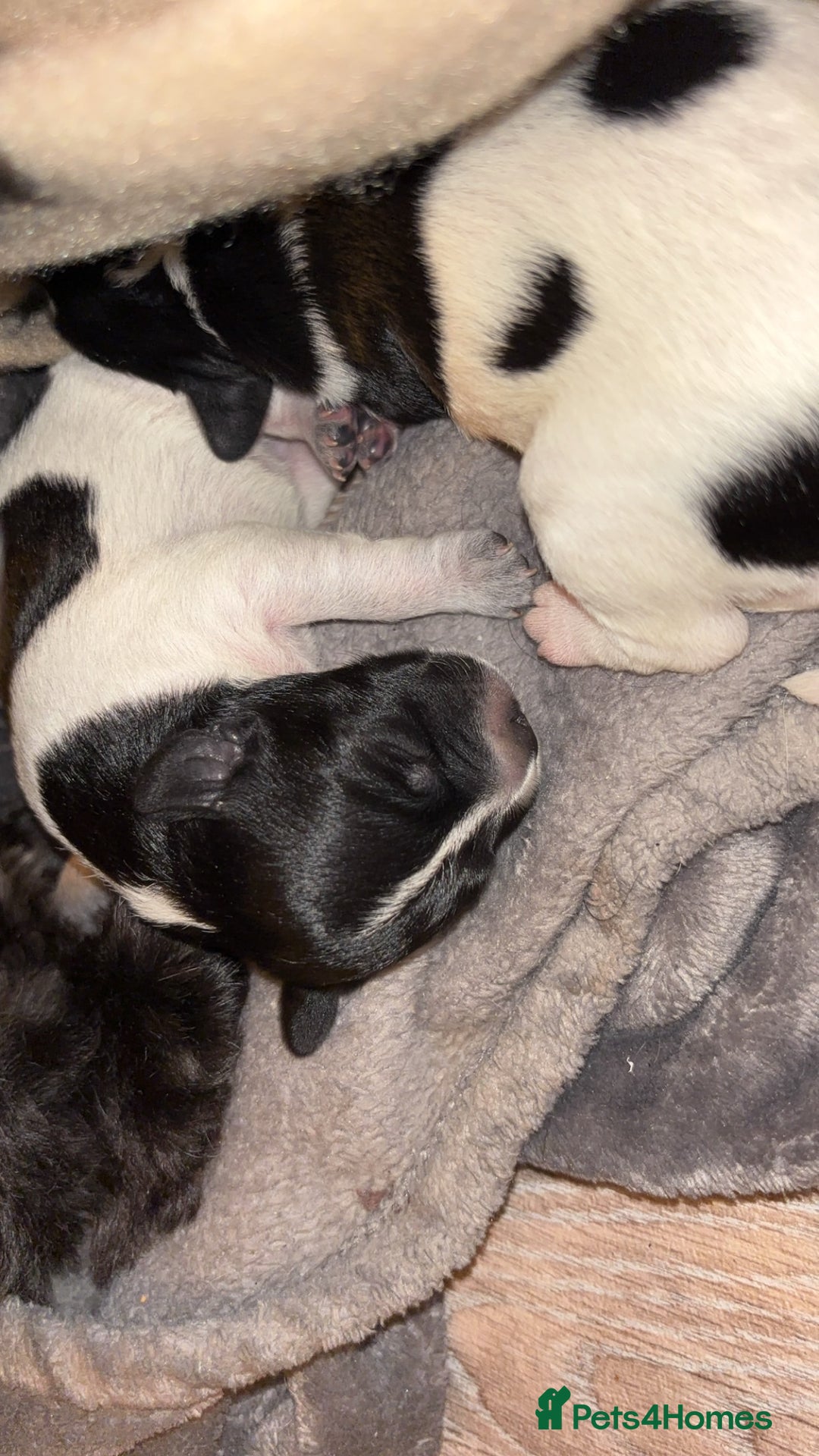 Mixed Breed dogs for sale: Mixed breed puppies  - Image 4