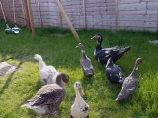 Ducks poultry - Advert 4