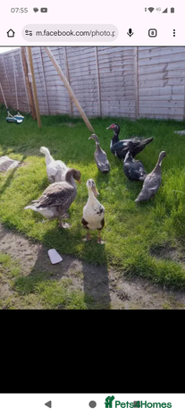 Ducks poultry - Advert 10