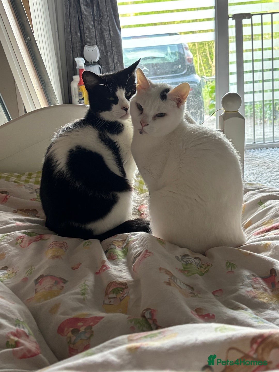 Arabian Mau cats for sale: Zayn & Rafa - Rescue Arabian Maus - Image 1