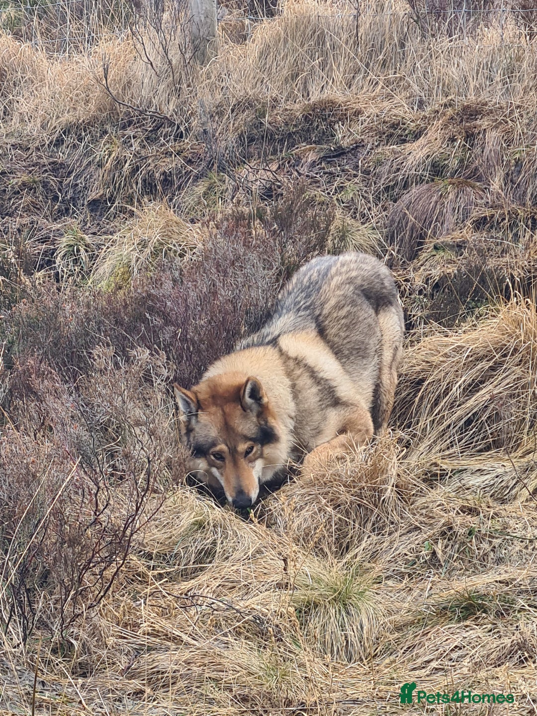 Saarloos Wolfdog dogs for stud: Stud Czechoslovakian wolfdog in Birmingham - Advert 12