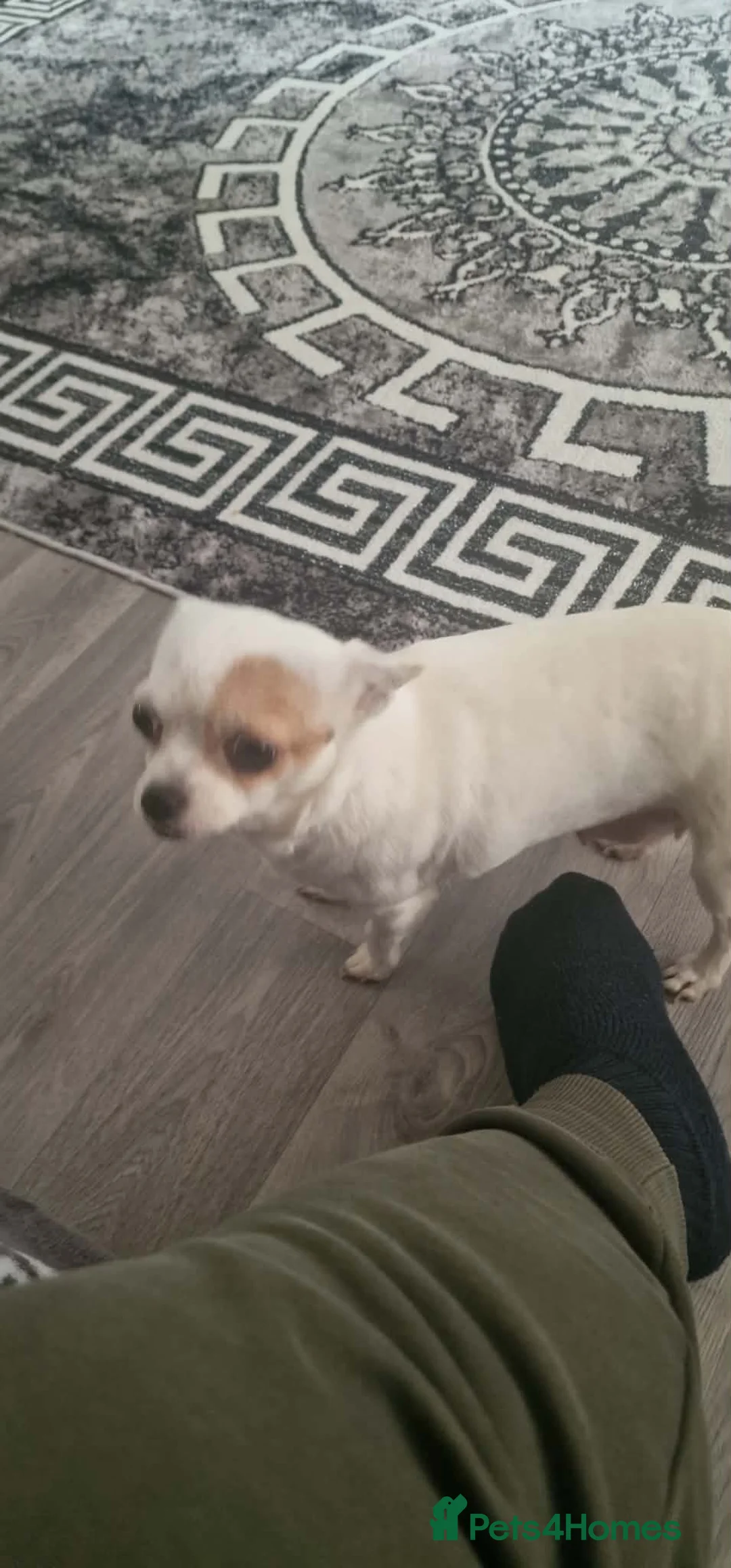 Pomchi dogs for sale: Mr pomci - Advert 3