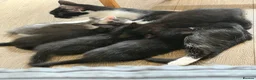 Mixed Breed cats for sale: 5 kittens  - Advert 4