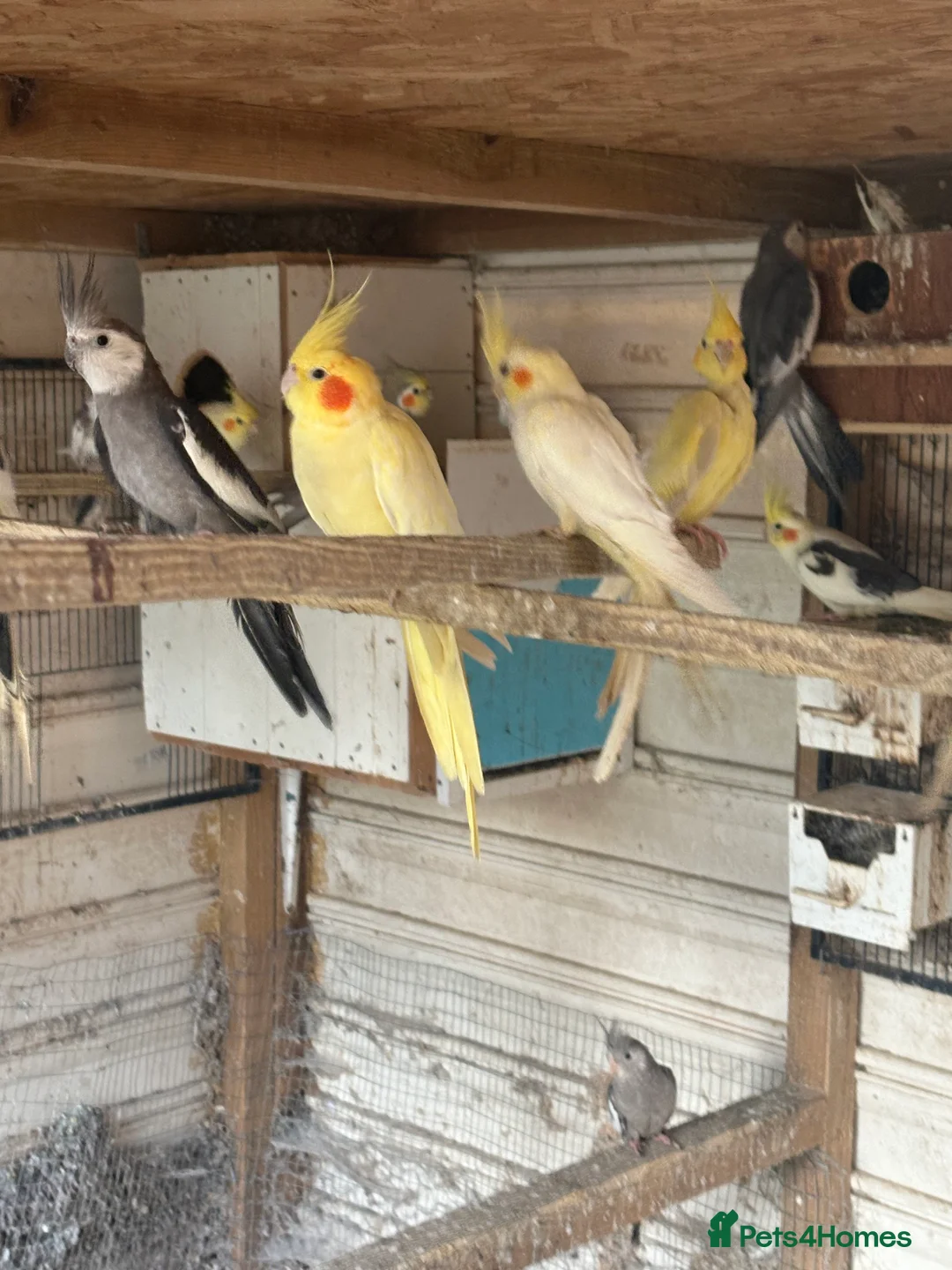 Cockatiels birds for sale: Cockatiels  - Advert 2