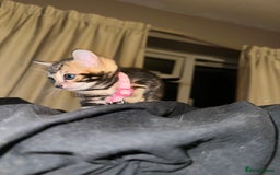 Bengal cats for sale: Snow Lynx, Marble & Brown Rosette Bengals - Image 9