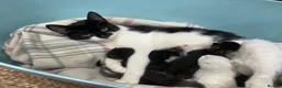 Mixed Breed cats for sale: Kittens ready for their new home - Advert 6