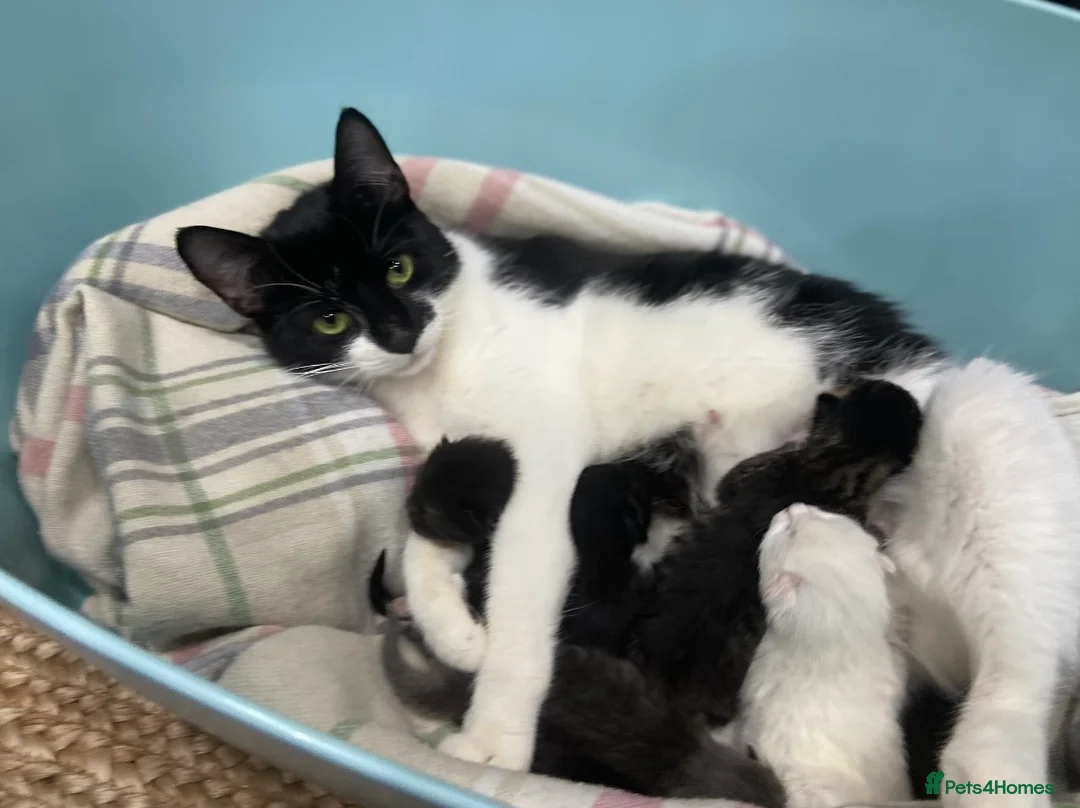 Mixed Breed cats for sale: Kittens ready for their new home - Advert 6