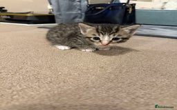 Mixed Breed cats for sale: Tiny kittens for sale - Image 9