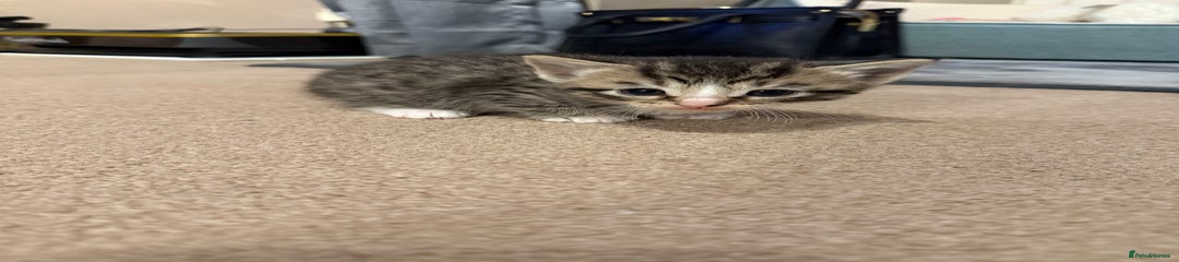Mixed Breed Kitten 5