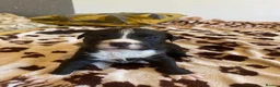Mixed Breed dogs for sale: Amazing American Staffordshire pups for sell in Woodford Green - Advert 6