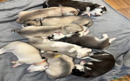 Siberian Husky dogs for sale: SIBERIAN HUSKY  - Image 2
