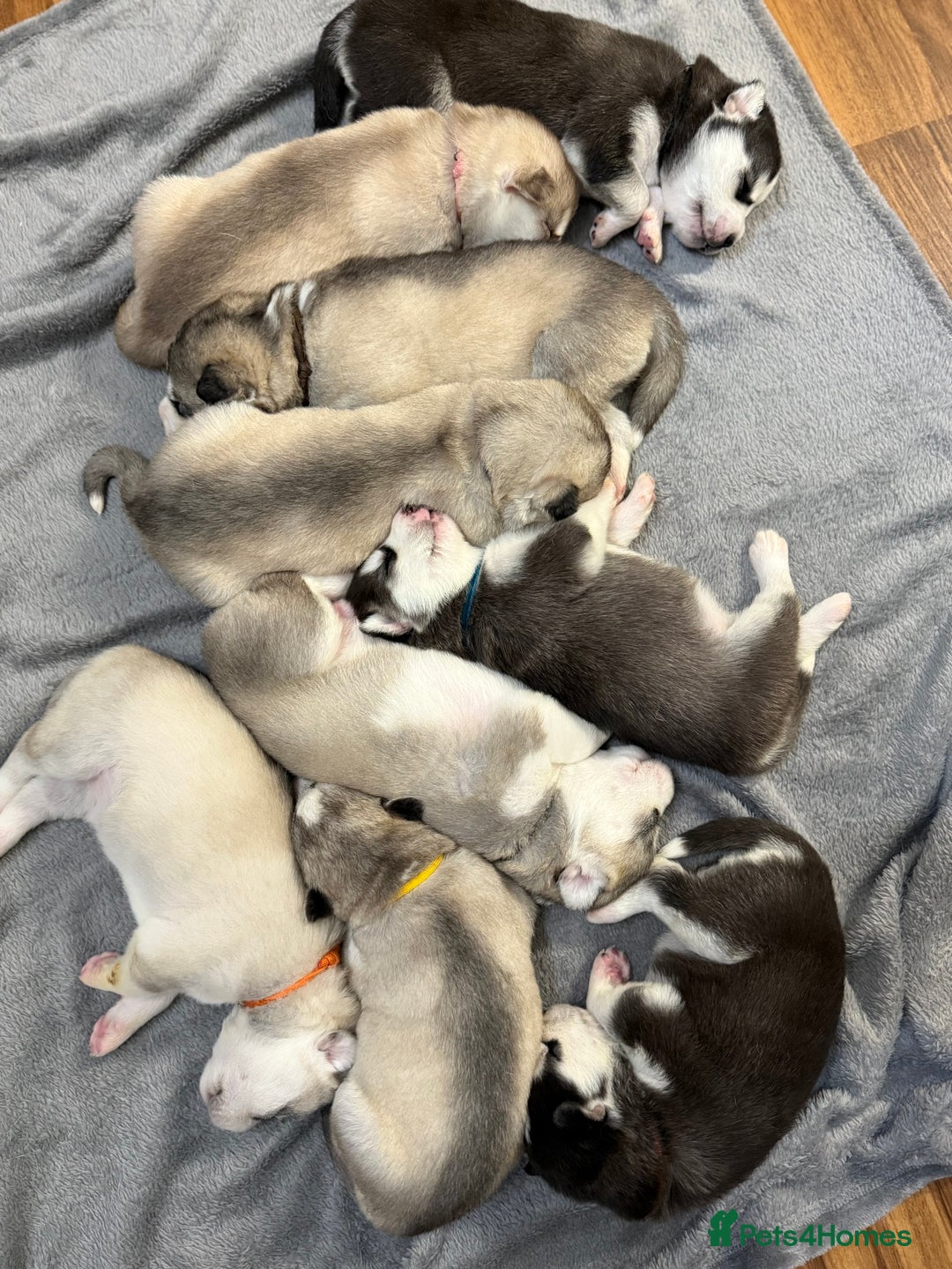 Siberian Husky dogs for sale: SIBERIAN HUSKY  - Image 2