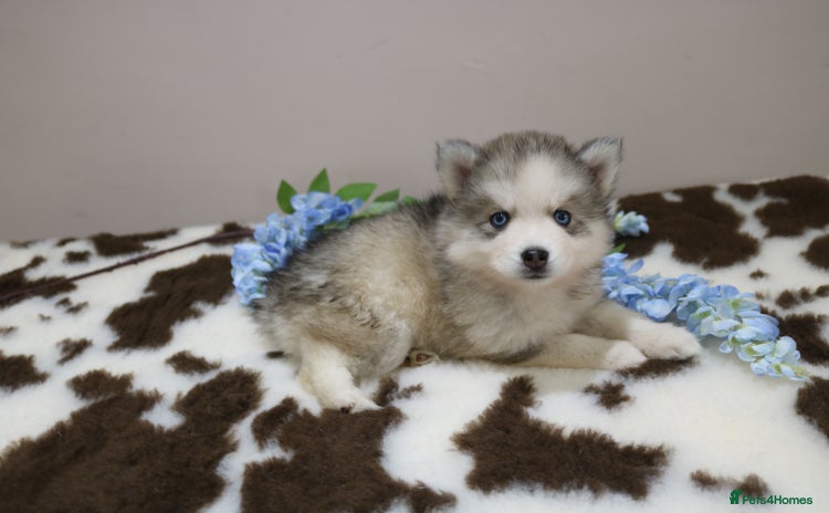 Pomsky dogs - Advert 2