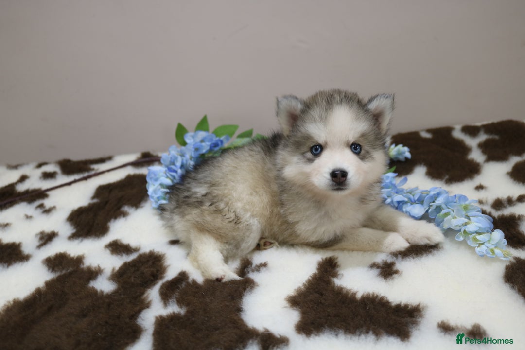 Pomsky dogs for sale: Pomsky puppies - Image 5