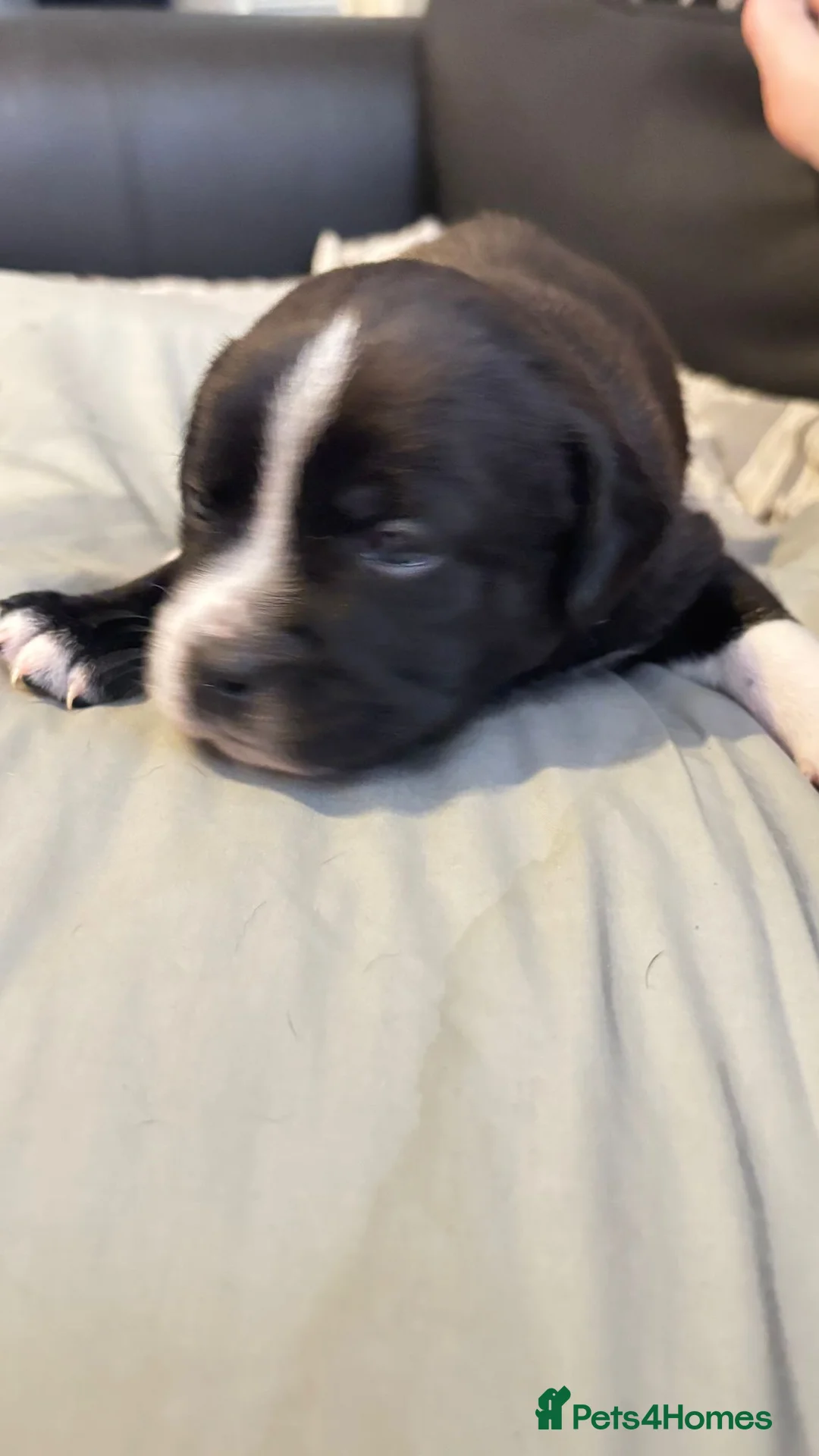 Mixed Breed dogs for sale: Mix breed Labrador/frenchie frenchadours  - Advert 2