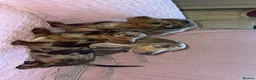 Miniature Dachshund dogs for sale: Miniature dadhaunds ready now  - Advert 3