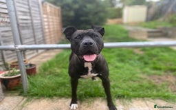 Mixed Breed dogs for sale: Luna  - Image 5