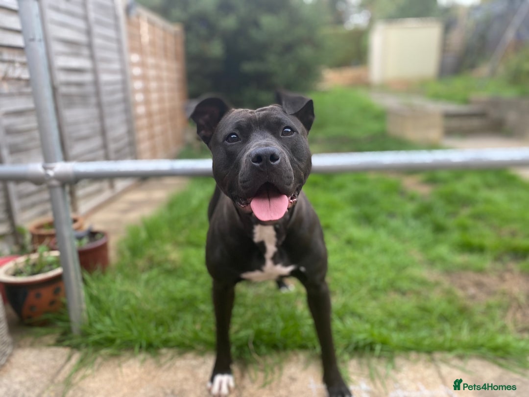 Mixed Breed dogs for sale: Luna  - Image 5