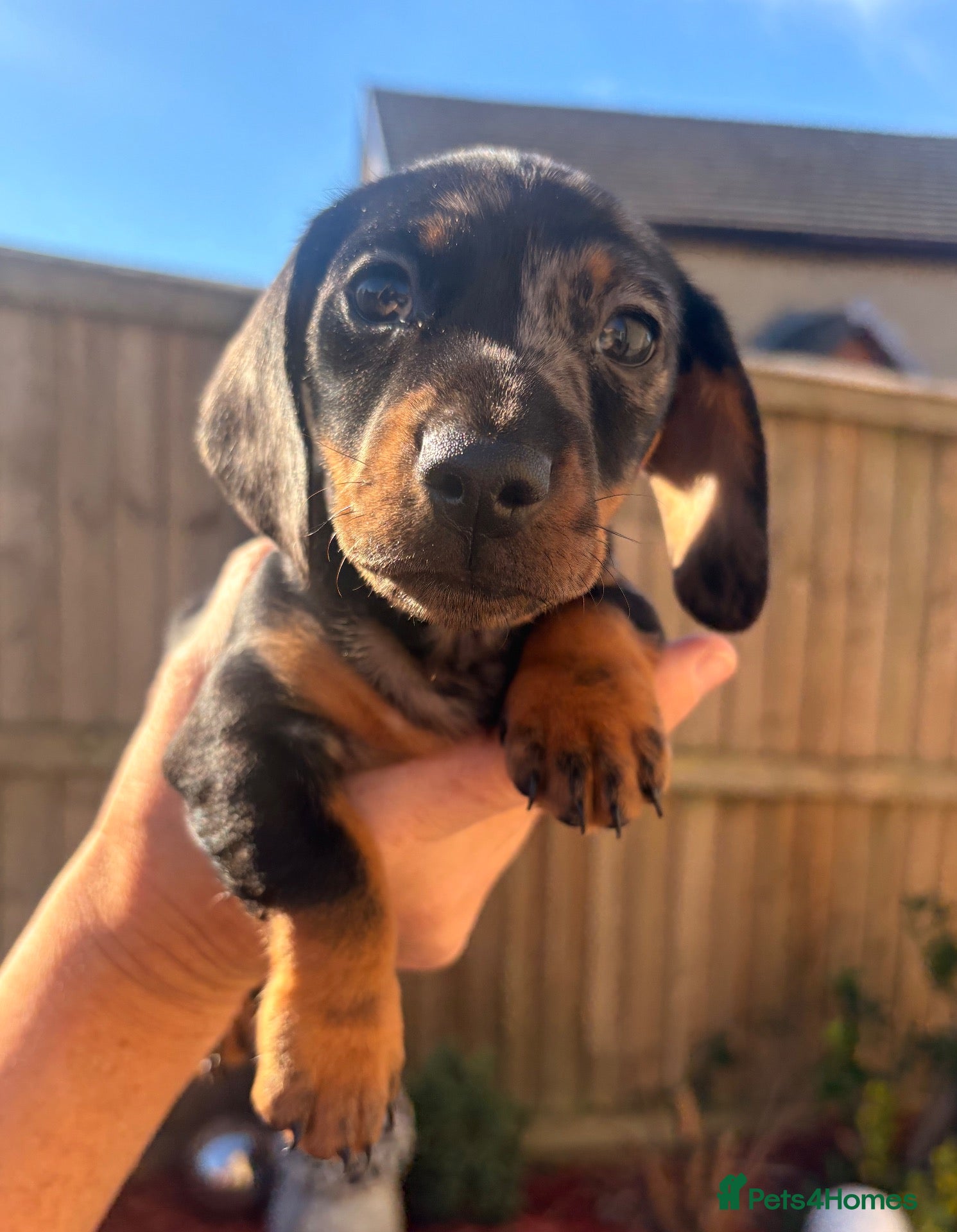 Miniature Dachshund dogs Looking for her forever home, ready now  - Advert 4
