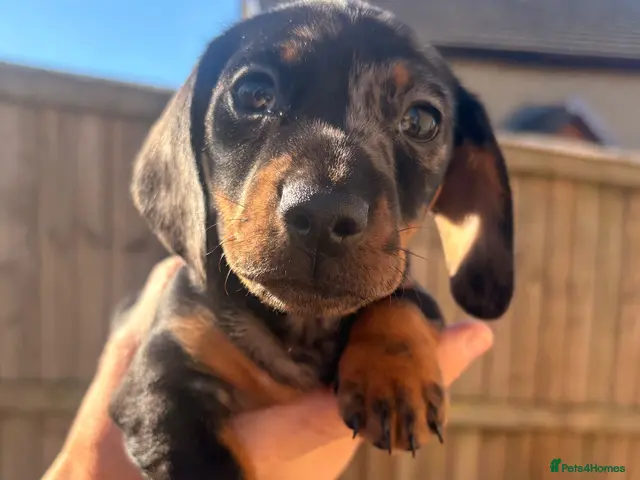 Miniature Dachshund dogs Looking for her forever home, ready now - Advert 3