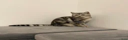 Mixed Breed cats for sale: 5 beautiful kittens for sale  - Advert 2