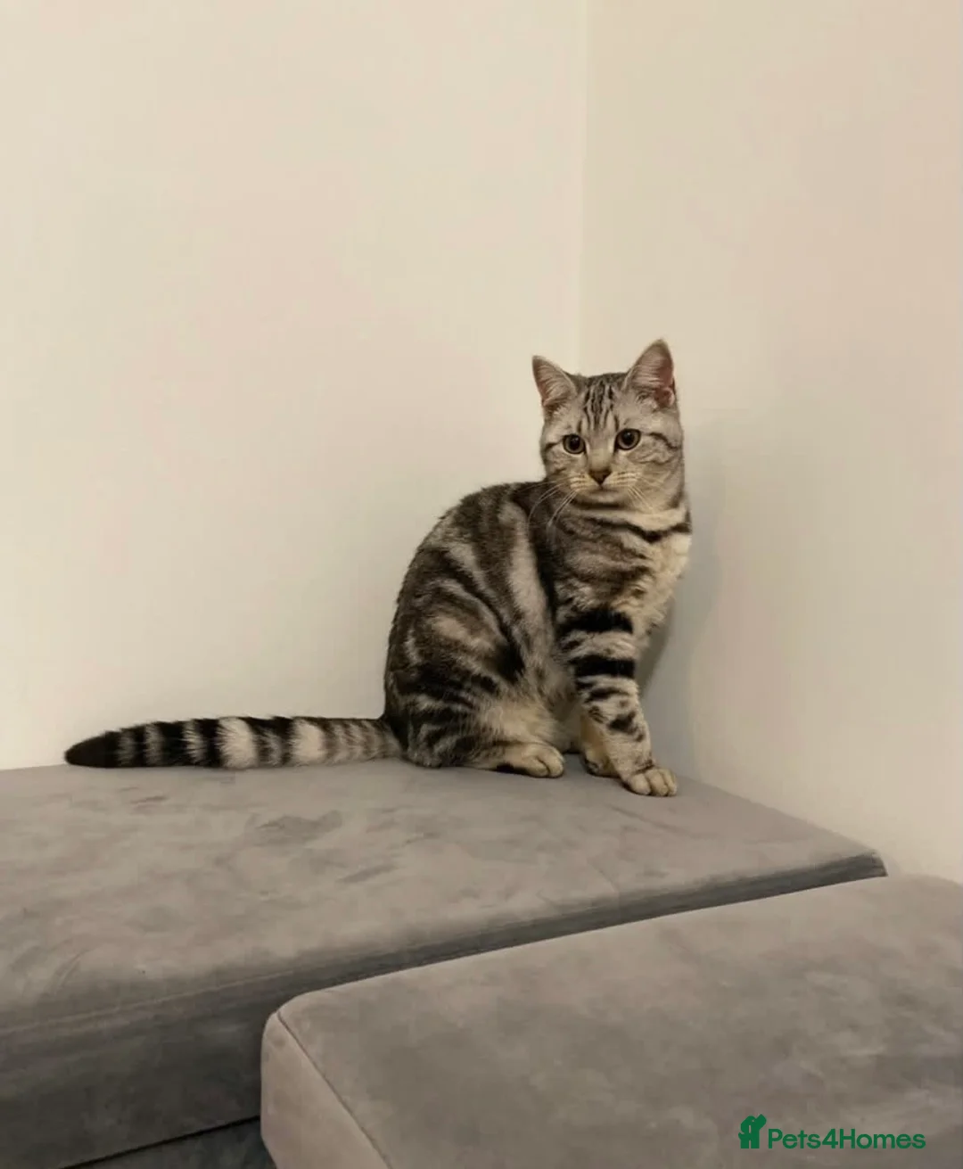 Mixed Breed cats for sale: 5 beautiful kittens for sale  - Advert 2