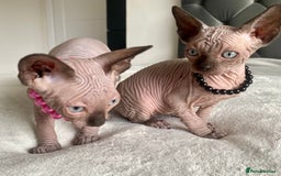 Sphynx cats for sale: Canadian sphinx kittens blue eyes girls  - Image 4