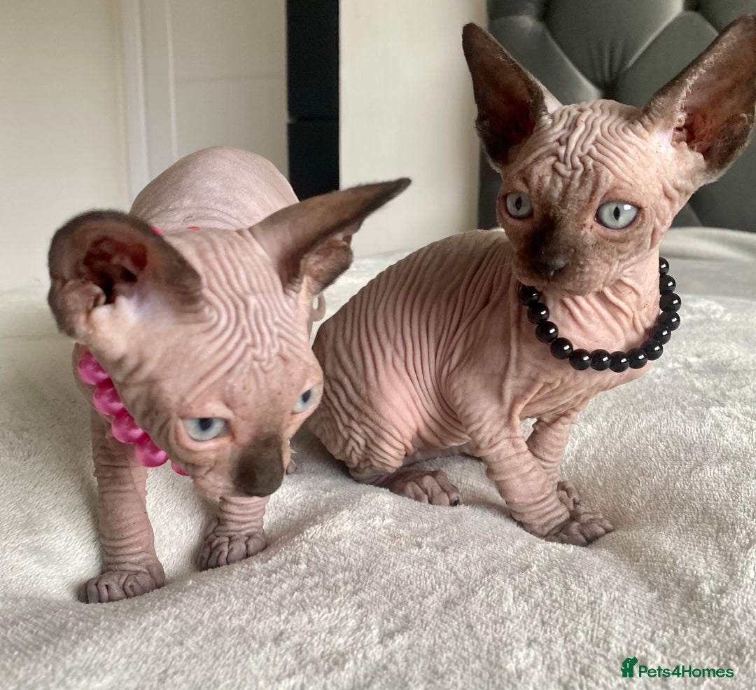 Sphynx cats for sale: Canadian sphinx kittens blue eyes girls  - Image 4