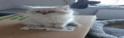 Ragdoll cats for sale: Stunning healthy ragdoll kittens  - Advert 3