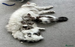 Persian cats for sale: Persian cross kittens  - Image 2