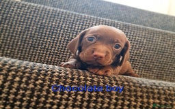 Miniature Dachshund dogs for sale: 💜MINIATURE DAPPLE AND CHOCOLATE Dachshunds Babys - Image 7
