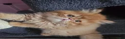 Persian cats for sale: Stunning  red tabby  persian  - Advert 4
