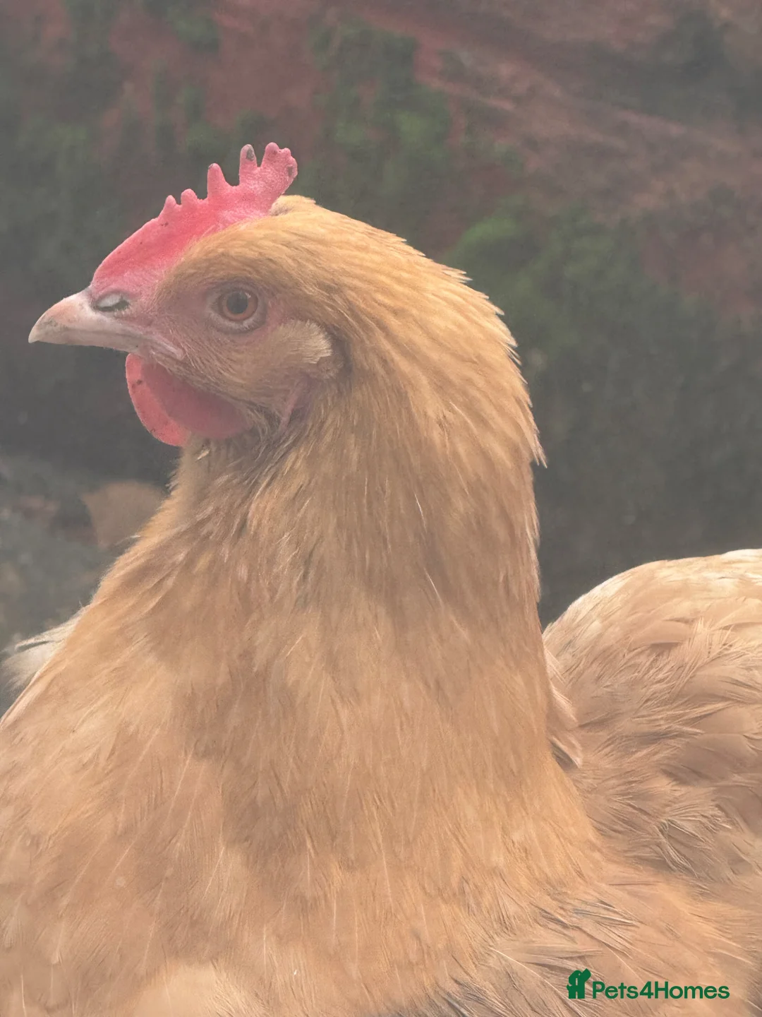 Chickens poultry for sale: Grownup Chickens in Maidstone - Advert 2