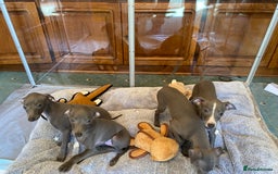 Italian Greyhound dogs for sale: ITALIAN GREYHOUND PUPPIES  - Image 19