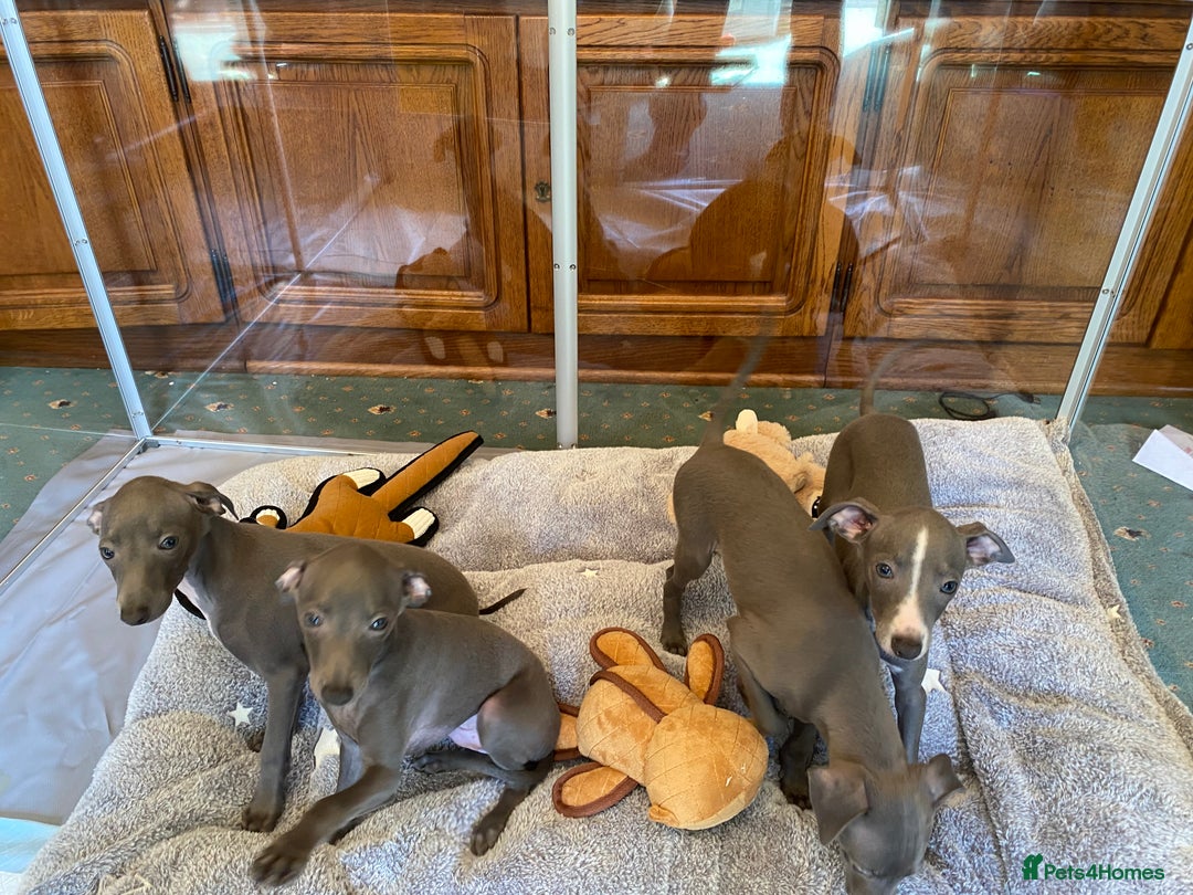 Italian Greyhound dogs for sale: ITALIAN GREYHOUND PUPPIES  - Image 19