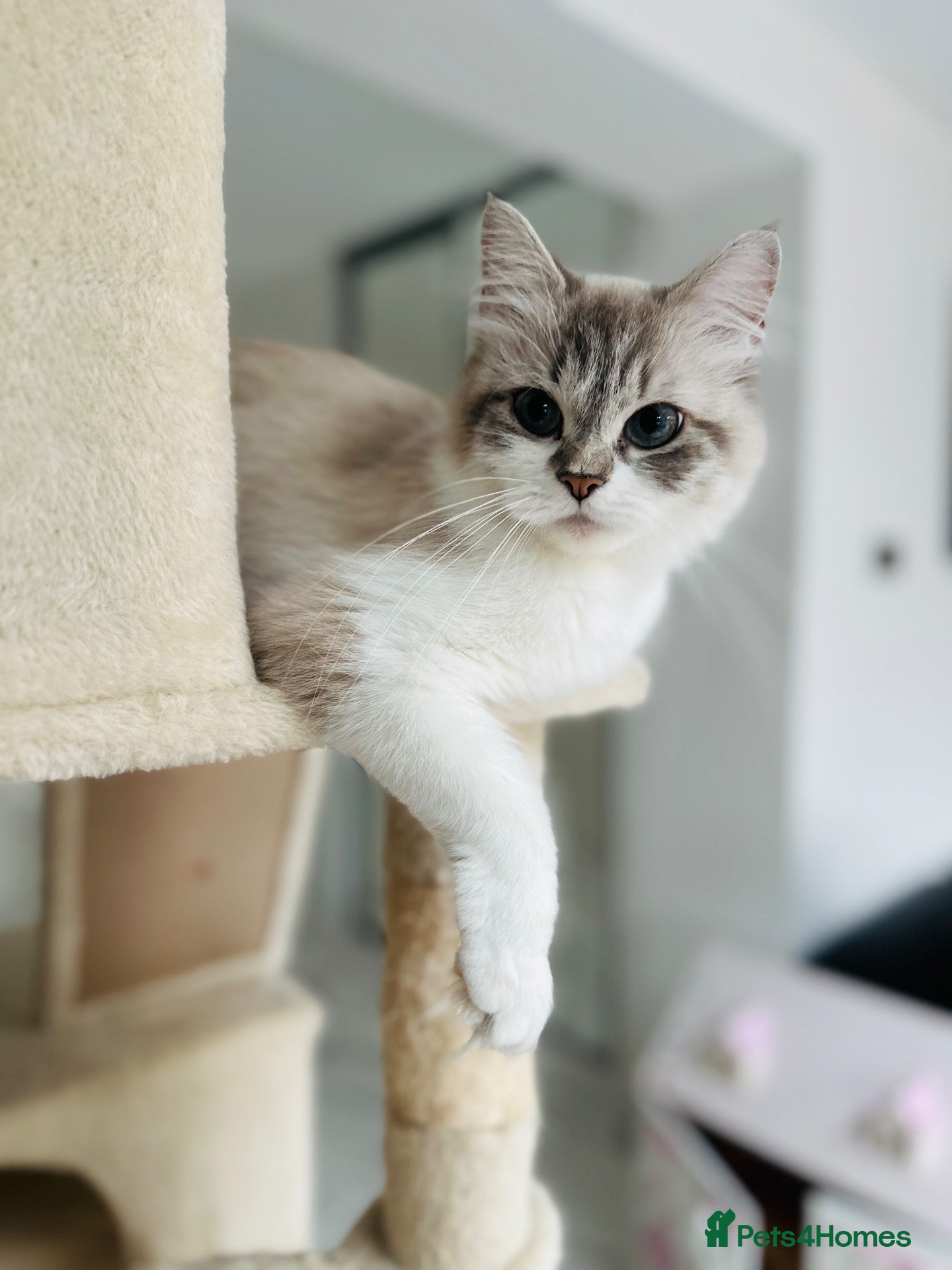 Ragdoll cats Beautiful Ragdoll Female – Blue Lynx Point - Advert 7