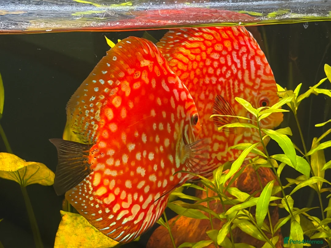 Discus fish for sale: Breeding pair of Checkerboard Pigeon Discus - Advert 2