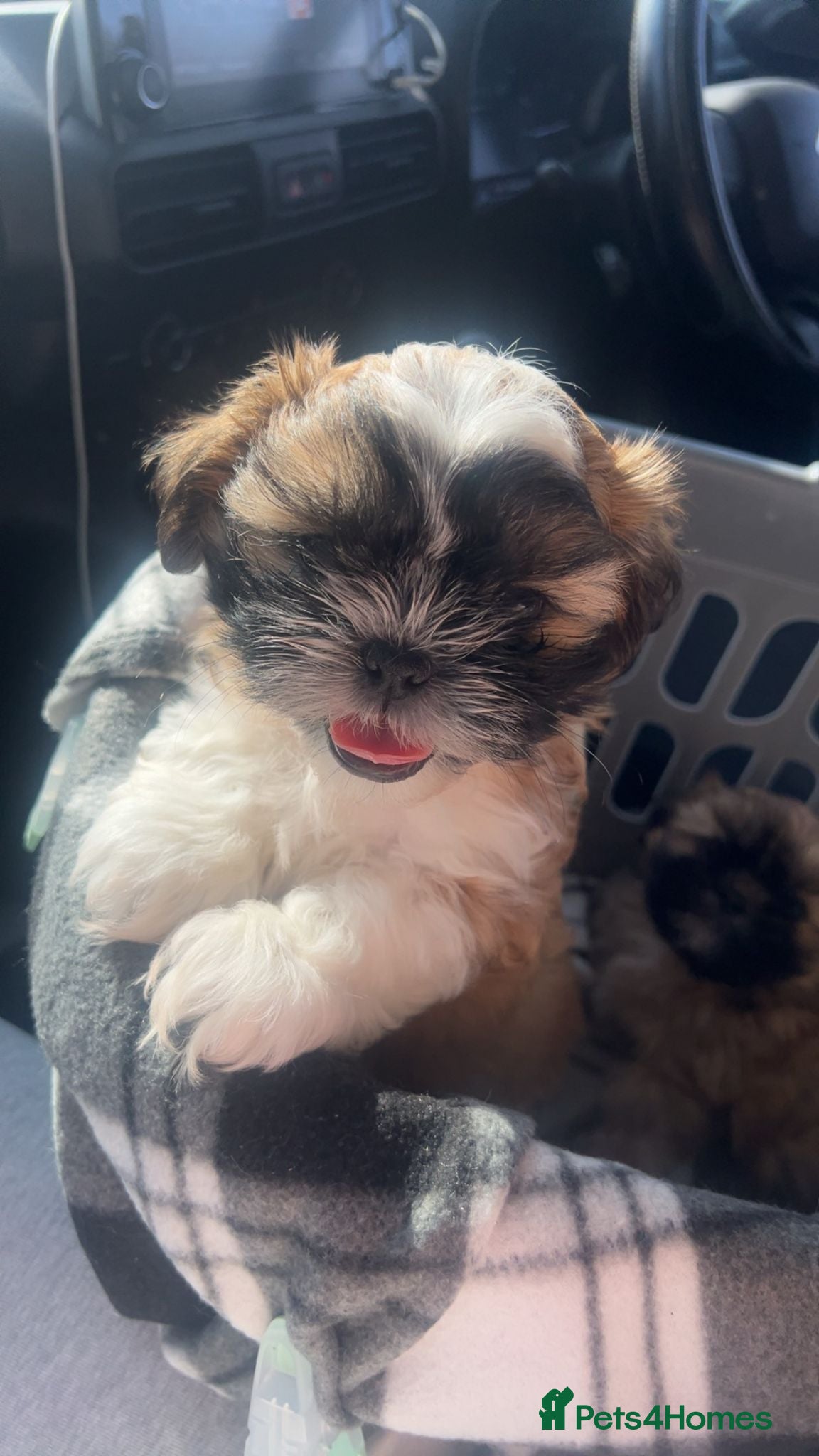 Shih Tzu dogs Available now! 1 Gorgeous little boy left🥰 - Advert 18